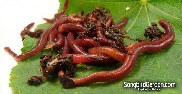 Live Bait Worms - Red Wigglers
